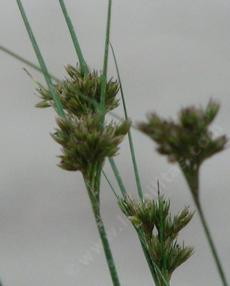 Juncus occidentalis, Western Rush with flower head