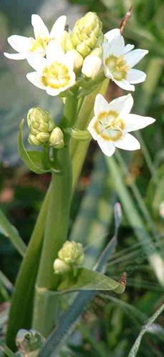 Zigadenus fremontii,  Star Lily in flower