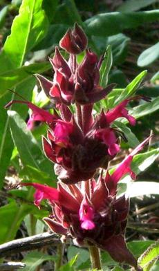 Salvia spathacea, Las Pilitas, is a  flat ground cover plant  with a big flower.