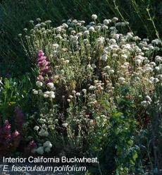 Eriogonum fasciculatum polifolium,  Interior buckwheat - grid24_6