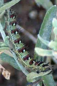 American PaintedL Lady Butterfly larva on a Gnaphalium - grid24_6