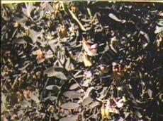 Lathyrus jepsonii californicus