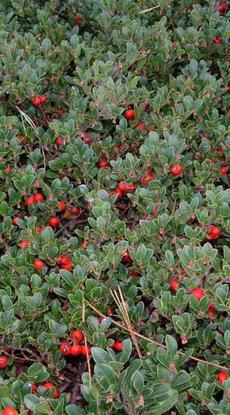 Arctostaphylos uva ursi, Radient Manzanita has great red berries on a flat ground cover.