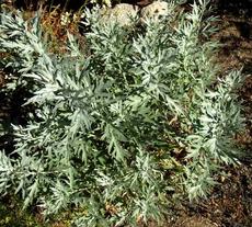 Artemisia ludoviciana,  White Sagebrush leaves