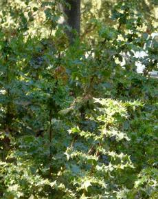 Mahonia aquifolium.hollyleaved barberry, holly mahonia, Oregon grape holly. Camera technology has come a long way.