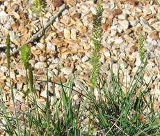 Koeleria macrantha June Grass - grid24_6
