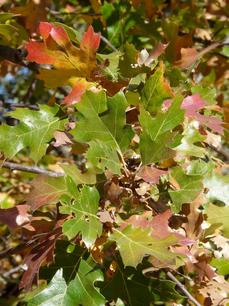 Quercus kelloggii, Kellogg Oak fall color