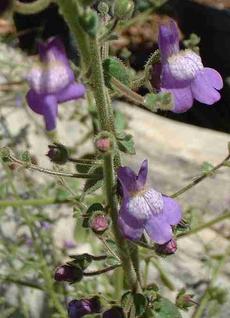 Antirrhinum nuttallianum Nuttall's Snapdragon flowers