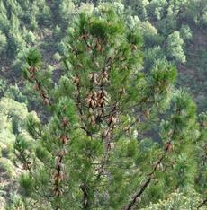 This is a specimen of Pinus attenuata, Knobcone Pine, in its native habitat in central California, of mixed evergreen forest.  - grid24_6