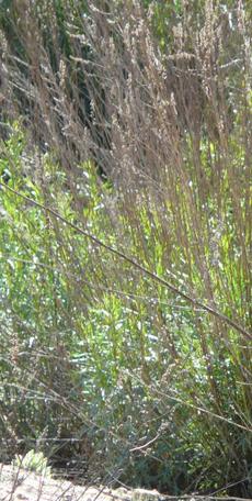 Artemisia dracunculus, Tarragon plants