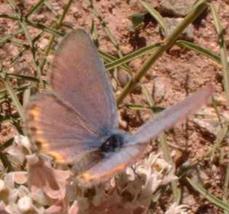 Acmon Blue Butterfly, Icaricia acmon - grid24_6