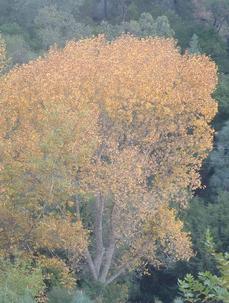 a Populus fremontii ,Carrizo Fremont Cottonwood tree