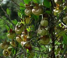 The strange and beautiful flowers of Aristolochia californica, California Pipevine. - grid24_6