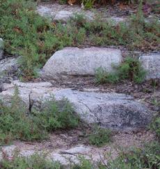 a garden step made of rock with California Fuchsia mixed in. - grid24_6