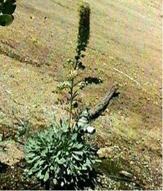 Petrophytum caespitosum, Rock Spiraea, is a mountain plant. 