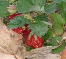 Woodland strawberry is a native plant that can produce decent little alpine strawberries.  - grid24_6