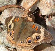 Buckeye Butterfly - grid24_6