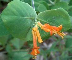 Lonicera ciliosa, Orange Honeysuckle or Western Trumpet Honeysuckle - grid24_6