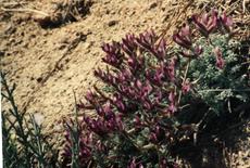 Oxytropis oreophila, Oxytrope, is a larval food plant for Blue butterflies, but deadly poisonous to livestock. 
