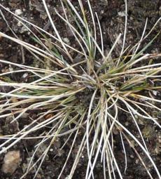 Stipa comata Needle and thread grass