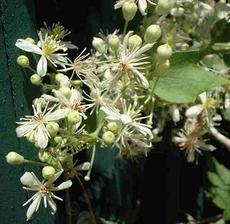 Western White Clematis, Clematis ligusticifolia looks like a vine with white fireworks.