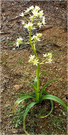 Zigadenus fremontii, Star Lily in the ground. Usually shallow soil on top. - grid24_6