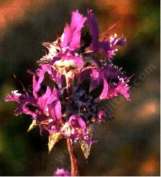 An old photo Salvia carduacea. Thistle Sage flowers - grid24_6