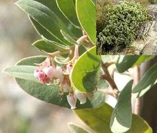 Arctostaohylos glandulosa flower and bush