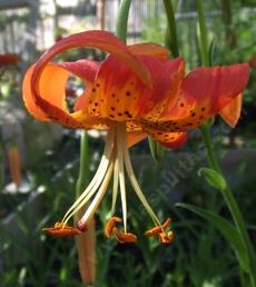 Lilium pardalinum, Panther Lily, is called that because of its spots, seen here on the recurved tepals.
