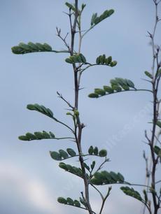 Prosopis pubescens Screwbean Mesquite - grid24_6