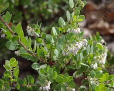 Margarita Joy is a very small little bush with flowers the native bees and hummingbirds like.