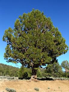 This pretty western Juniper tree was at about 9000 feet in the San Bernardino range. - grid24_6