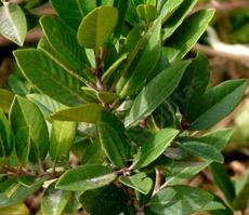 Rhamnus californica Tranquil Margarita Tranquil Coffeeberry