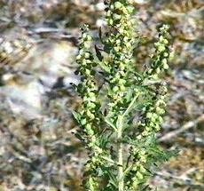 Ambrosia psilostachya Western Ragweed