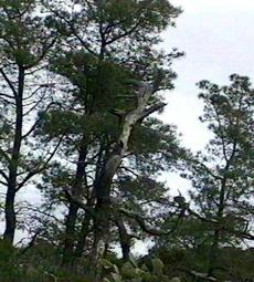 Pinus torreyana, Torrey Pine, is photographed in this photo, at Torrey Pines State Park, California.  - grid24_6