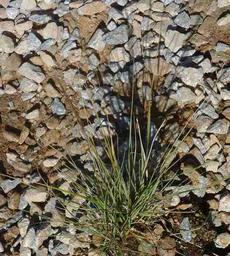 Stipa coronata depauperata Parsh's Needle Grass