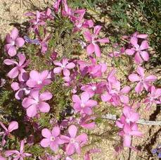 Aaahhh! Here is the very lovely Leptodactylon californicum, Prickly Phlox, which emerges and delights us for such a short time in the spring! - grid24_6