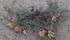 Astragalus Douglasii,  Douglas milkvetch plant