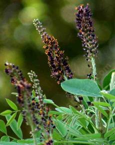 Amorpha fruticosa L. Indigo bush or False Indigo Bush flowers - grid24_6