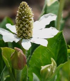 A closeup photo of  the flower of Anemopsis californica, Yerba Mansa, a medicinal herb.  - grid24_6