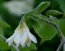 Styrax officinalis fulvescens, Southern Snowdrop bush in flower.