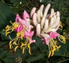 Here is an older photo of the flowers of Lonicera hispidula, California Honeysuckle, with the bright yellow contrasting stamens.   - grid24_6