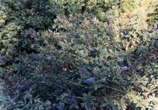 Ceanothus lemmonii has a grey look to it with green and blue mixed in.