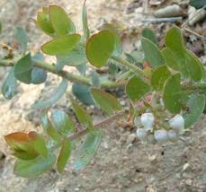 Arctostaphylos viridissima is a pain to key out.
