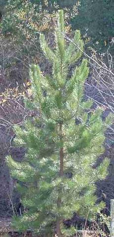 Pinus attenuata x radiata, P. attenuradiata, is a hybrid pine that we are growing out.