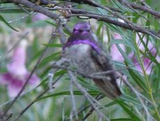 This Costa hummingbird matches the desert willow flowers very well. This hummingbird loves the flowers of Southern California native plants.. San Diego is about the middle of it's range. - grid24_6