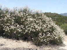 California Buckwheat, Eriogonum fasciculatum foliolosum at Santa Margarita - grid24_6
