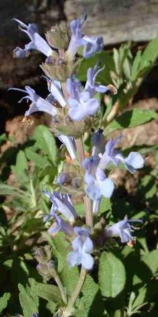 The flowers of Salvia Dara's Choice, a hybrid of a few native California  sages. - grid24_6