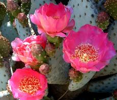 Opuntia basilaris. Beavertail Cactus