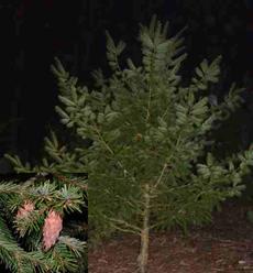 Pseudotsuga macrocarpa Bigcone Spruce